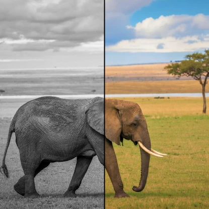 Colorize Photos