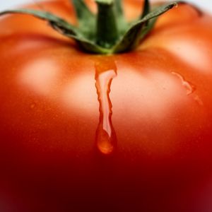 Flux 2 output for the prompt: Close-up macro shot of a drop of water sliding down a ripe tomato, studio lighting, 100mm lens, f/2.8
